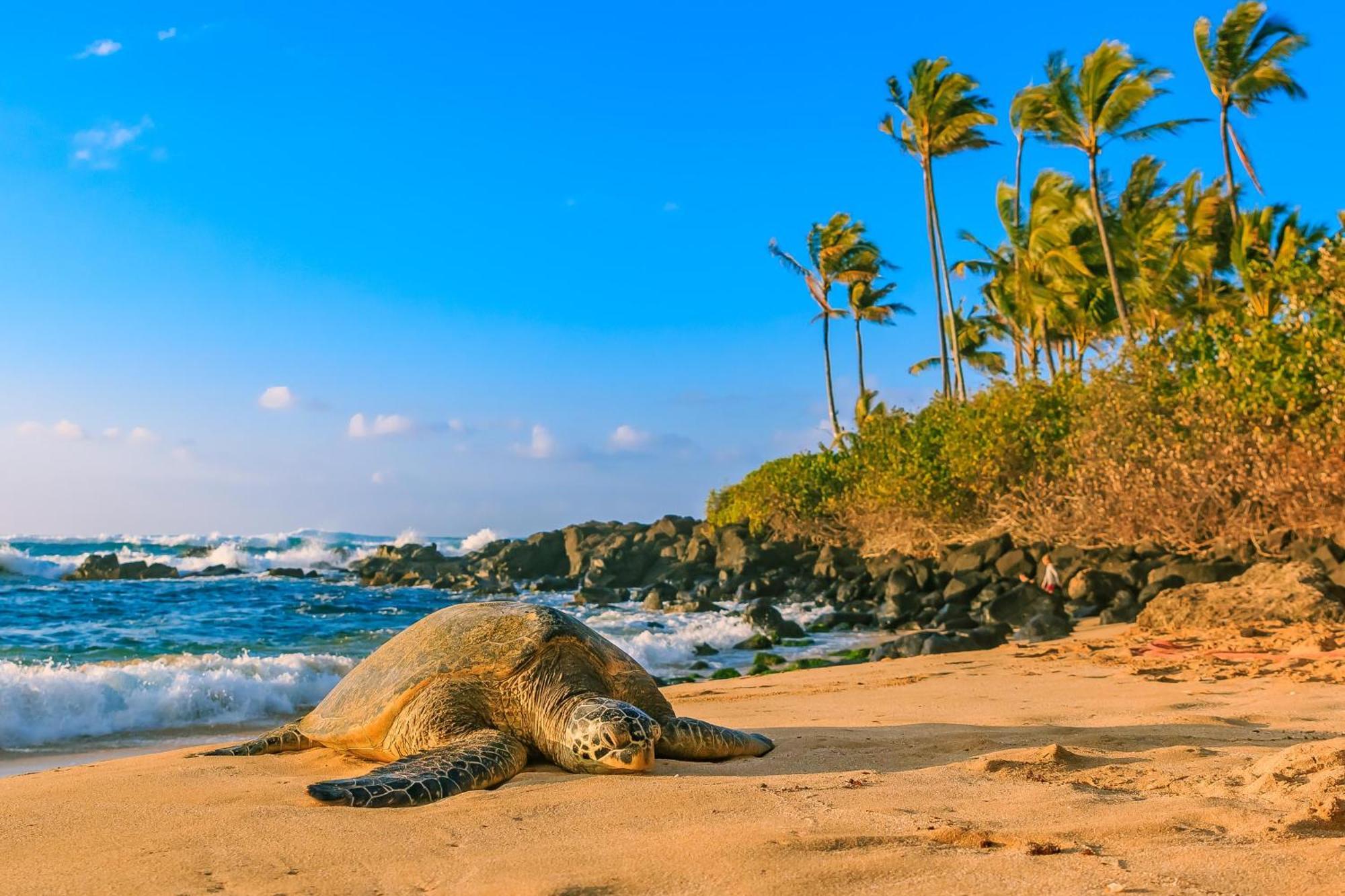 Stylish Aqua Palms Studio Honolulu Exterior photo